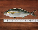 Fish Ruler Sticker 40-Inch Waterproof Adhesive Ruler Tape